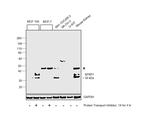 SFRP1 Antibody in Western Blot (WB)