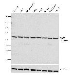 PABPC1 Antibody in Western Blot (WB)