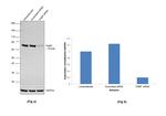 PABPC1 Antibody in Western Blot (WB)