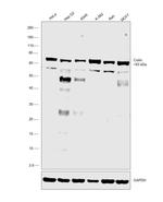 Coilin Antibody in Western Blot (WB)
