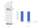 Coilin Antibody in Western Blot (WB)