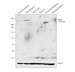 Reelin Polyclonal Antibody