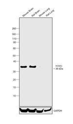 HOXA1 Polyclonal Antibody