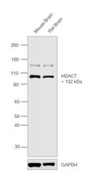 HDAC7 Polyclonal Antibody