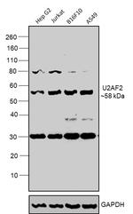 U2AF2 Polyclonal Antibody