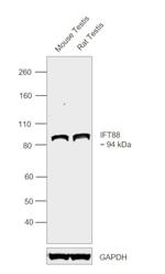 IFT88 Antibody in Western Blot (WB)
