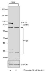 RAD21 Polyclonal Antibody
