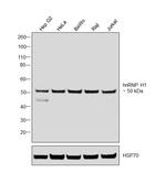 hnRNP H1 Antibody in Western Blot (WB)