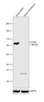 ATG9A Polyclonal Antibody