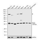 REA Polyclonal Antibody