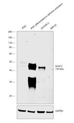 SOX17 Polyclonal Antibody