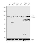 NBR1 Antibody in Western Blot (WB)