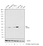 SLUG Antibody in Western Blot (WB)