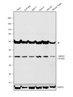 HSP40 Antibody in Western Blot (WB)