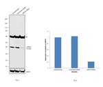HSP40 Antibody in Western Blot (WB)
