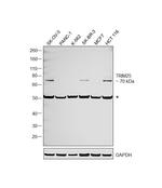 TRIM25 Polyclonal Antibody