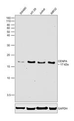 CENPA Polyclonal Antibody