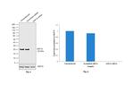 ASF1A Antibody in Western Blot (WB)