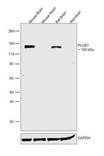 PLCB1 Antibody in Western Blot (WB)