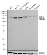 SFPQ Antibody in Western Blot (WB)