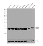 TIMM10 Antibody in Western Blot (WB)