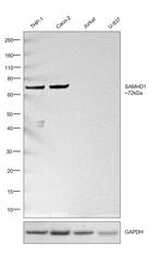 SAMHD1 Antibody in Western Blot (WB)