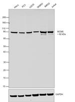 MCM5 Antibody in Western Blot (WB)