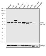 MCT2 Antibody in Western Blot (WB)