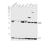 Syntenin 1 Antibody in Western Blot (WB)