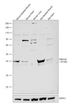 FBXO32 Polyclonal Antibody