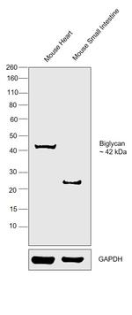 Biglycan Antibody