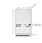 COMT Polyclonal Antibody
