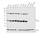 TIA-1 Antibody in Western Blot (WB)