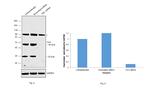 TIA-1 Antibody in Western Blot (WB)