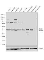 GNAI3 Antibody in Western Blot (WB)
