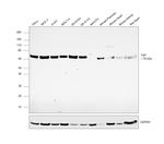 TAP Antibody in Western Blot (WB)