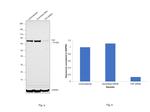 TAP Antibody in Western Blot (WB)