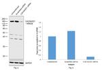 CACNA2D1 (extracellular) Antibody in Western Blot (WB)