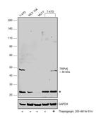 TRPV6 Antibody in Western Blot (WB)