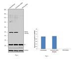 TRPV6 Antibody in Western Blot (WB)