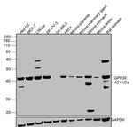 GPR30 Antibody