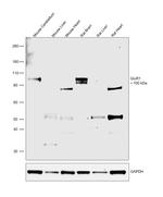 GluR1 (extracellular) Antibody in Western Blot (WB)