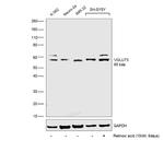 VGLUT3 Antibody in Western Blot (WB)