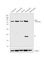 GLUT2 Antibody in Western Blot (WB)