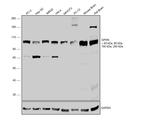 Gephyrin Antibody in Western Blot (WB)