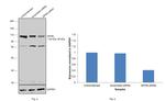 Gephyrin Antibody in Western Blot (WB)