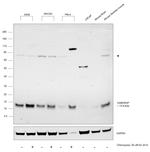 GABARAP Antibody in Western Blot (WB)