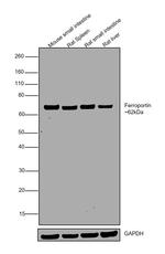 Ferroportin Antibody in Western Blot (WB)