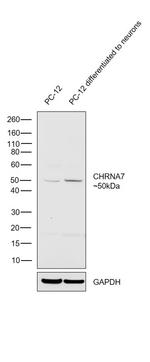 CHRNA7 (extracellular) Antibody