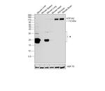 ATP1A2 Antibody in Western Blot (WB)